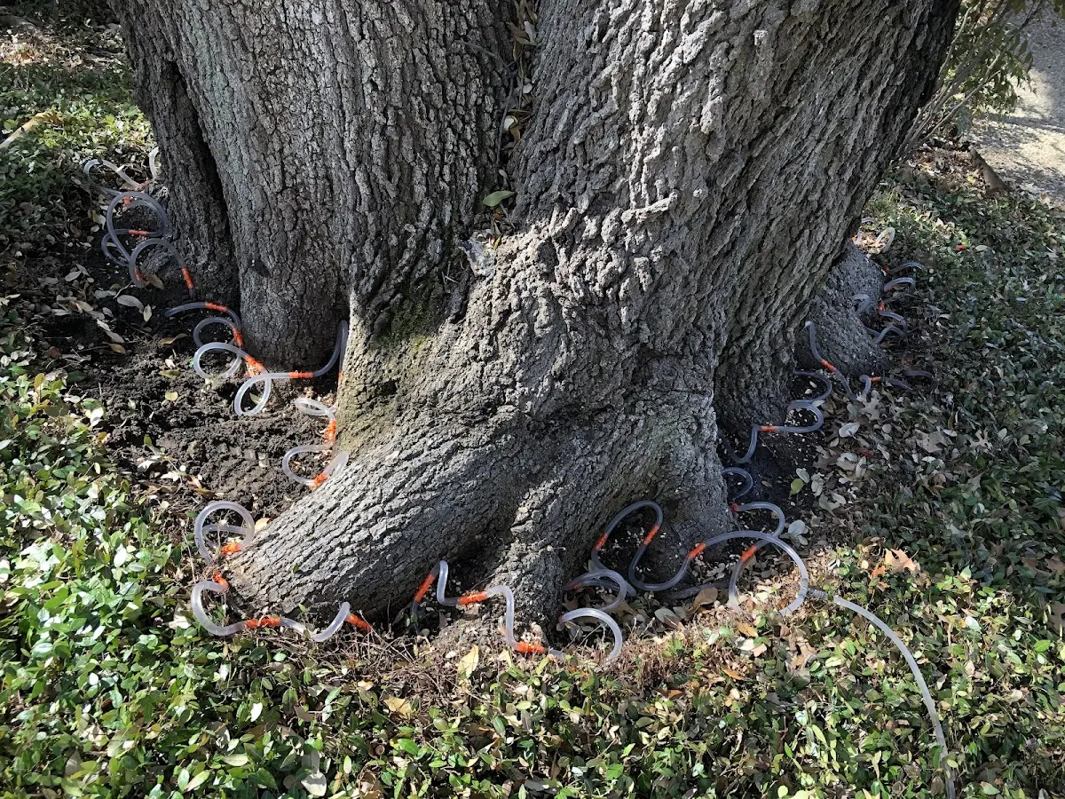Detailed Shrub and Hedge Trimming job site in Lawton