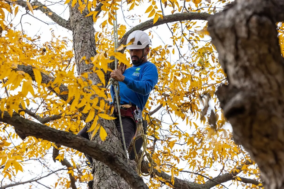Skilled Tree Transplanting crew working in Lawton